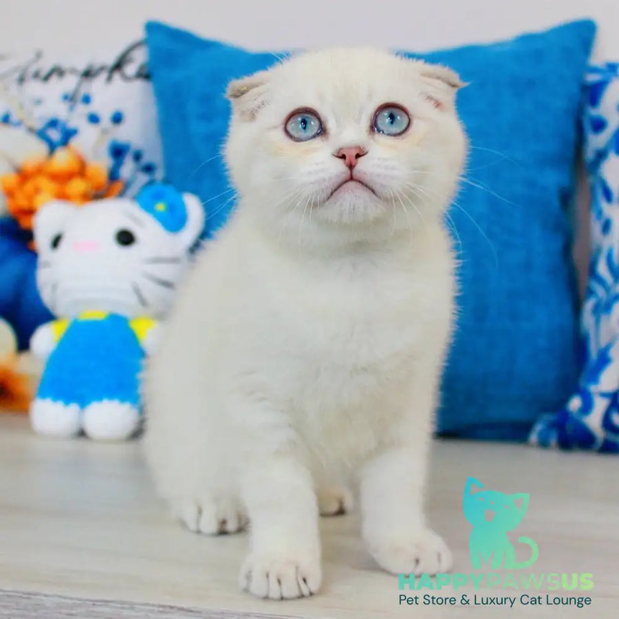 Paris Scottish Fold male blue golden shaded pointed - live animals