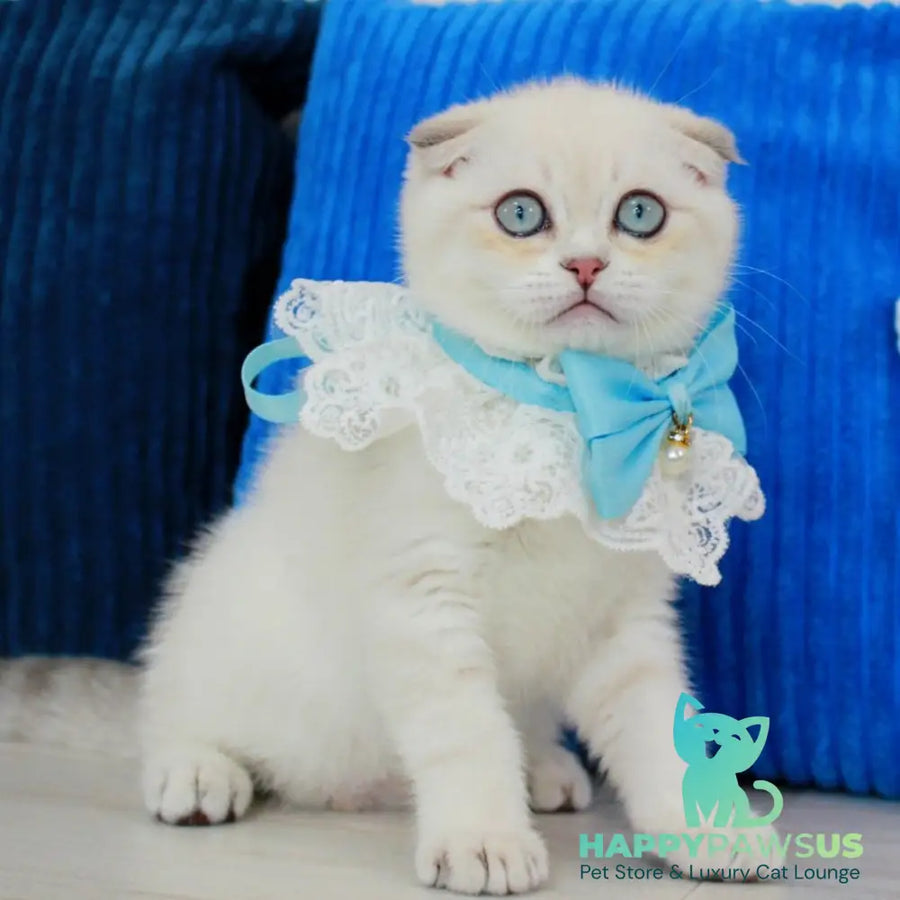 Paris Scottish Fold male blue golden shaded pointed - live animals