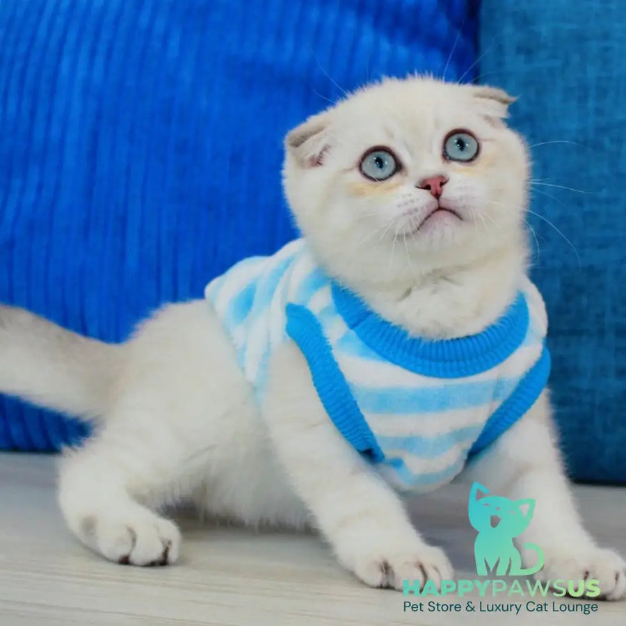 Paris Scottish Fold male blue golden shaded pointed - live animals