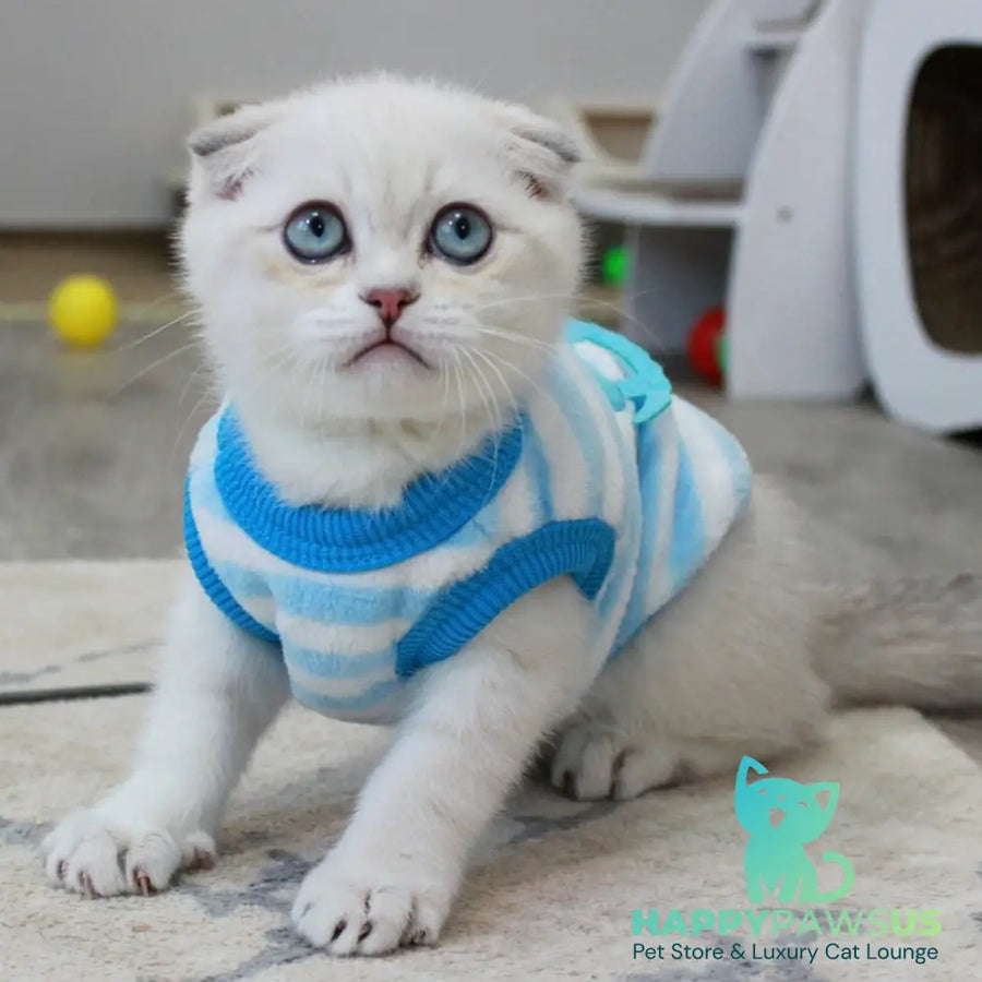 Paris Scottish Fold male blue golden shaded pointed - live animals