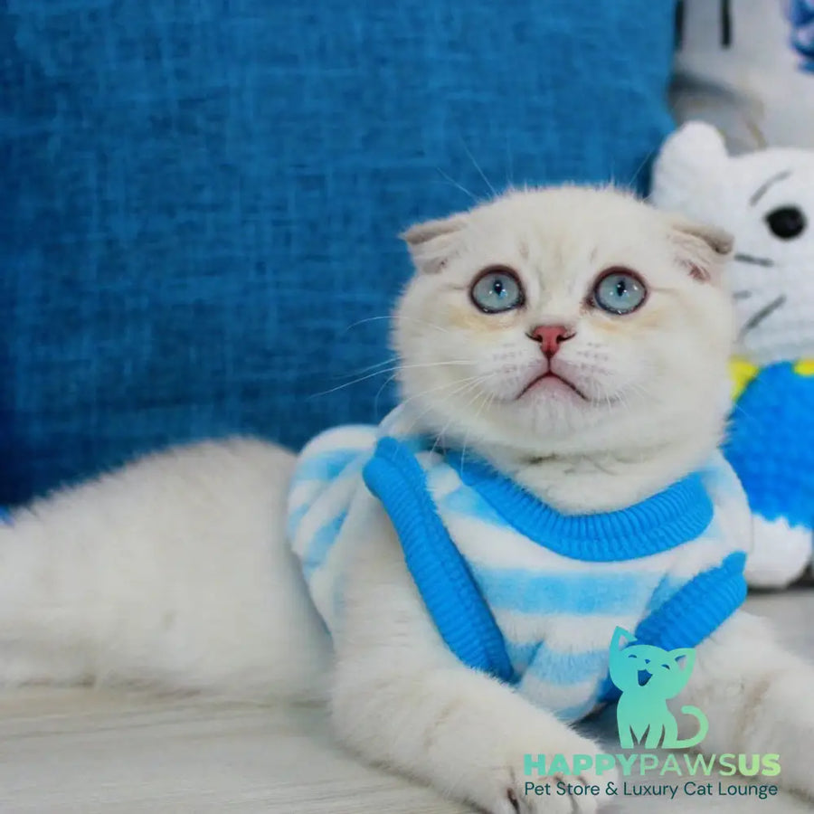 Paris Scottish Fold male blue golden shaded pointed - live animals