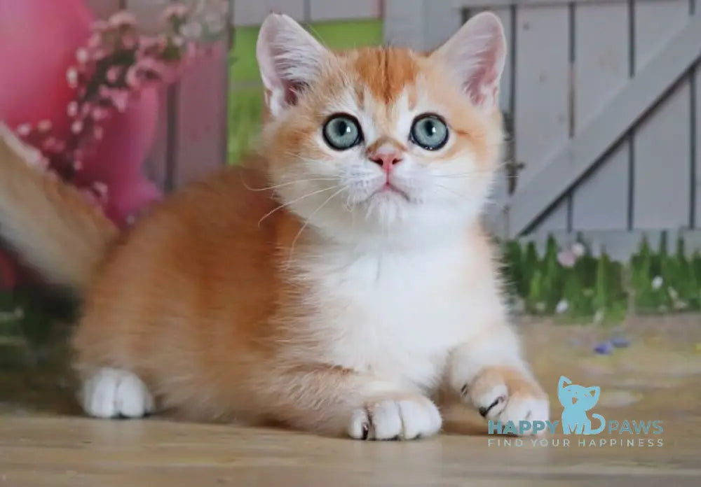 Parker British Shorthair male black golden chinchilla live animals