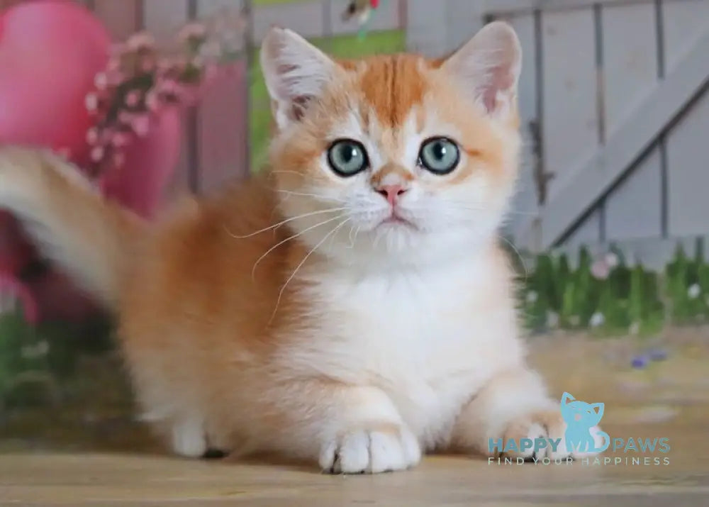 Parker British Shorthair male black golden chinchilla live animals