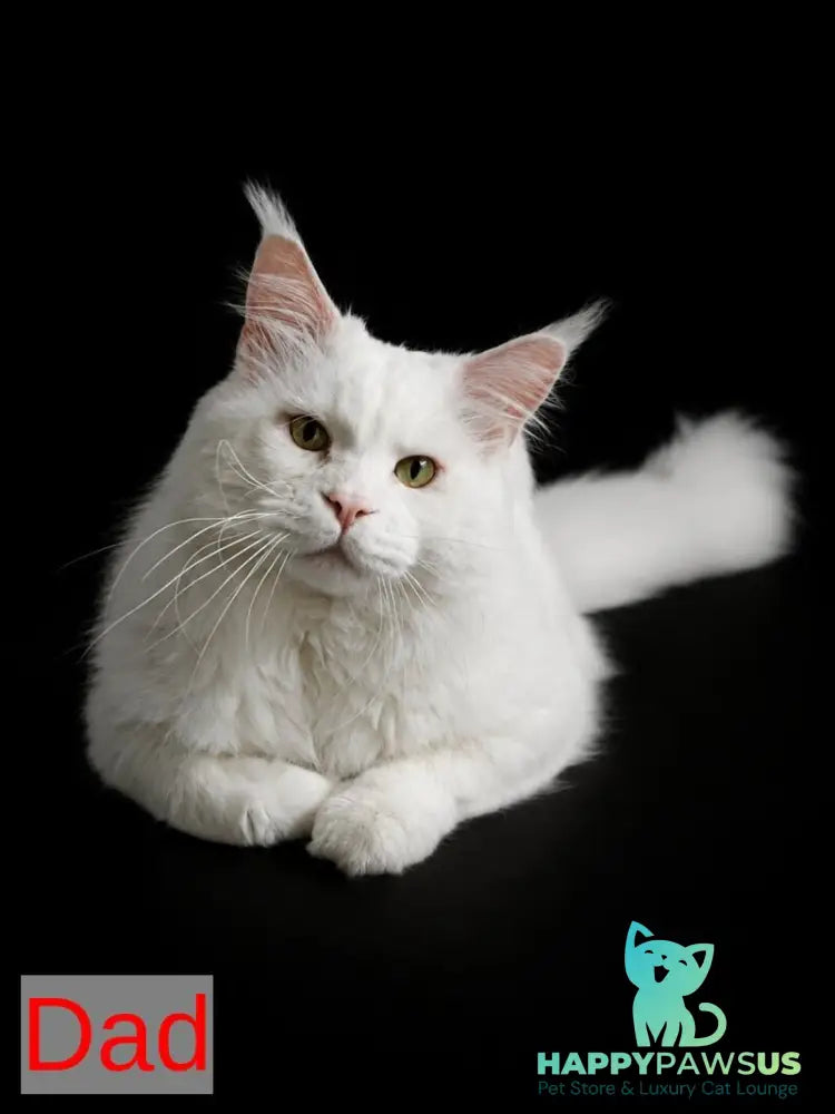 Parker Maine Coon male black silver tabby - live animals
