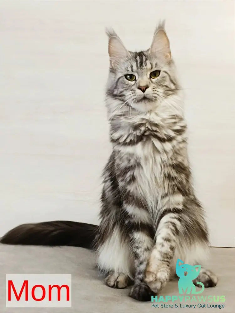 Parker Maine Coon male black silver tabby - live animals