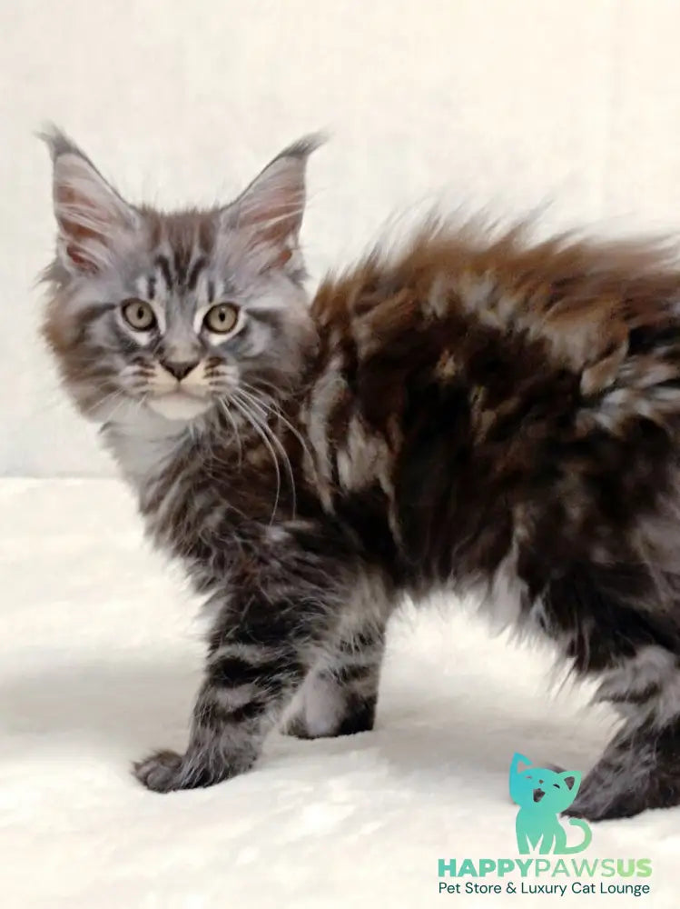 Parker Maine Coon male black silver tabby - live animals