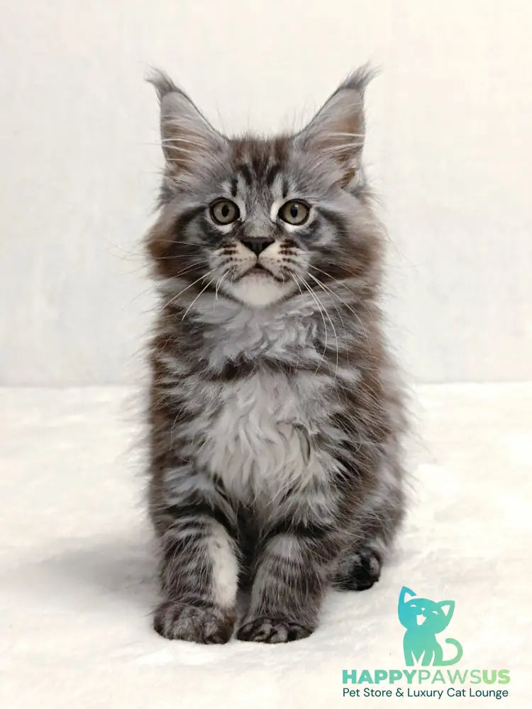 Parker Maine Coon male black silver tabby - live animals