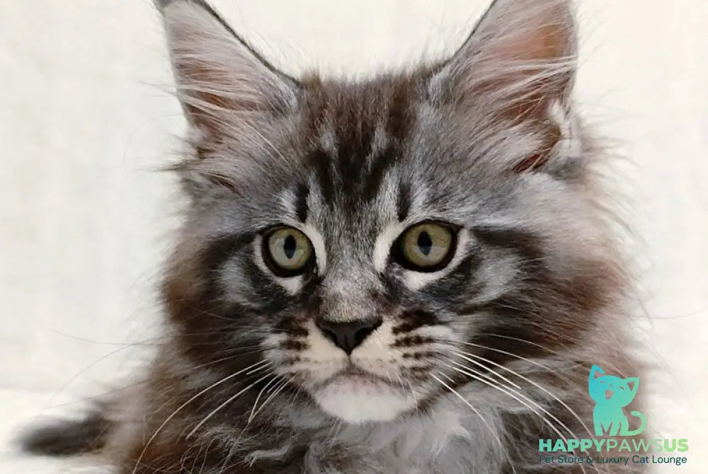 Parker Maine Coon male black silver tabby - live animals