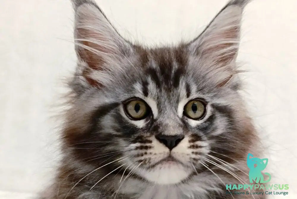 Parker Maine Coon male black silver tabby - live animals