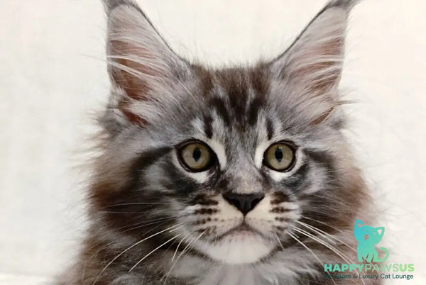 Parker Maine Coon male black silver tabby - live animals