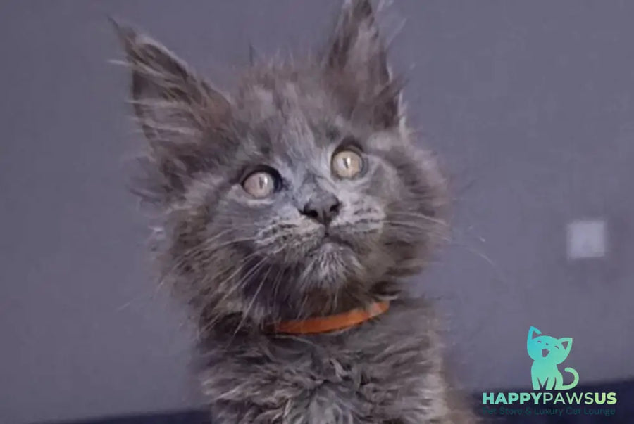 Parker Maine Coon male blue - live animals