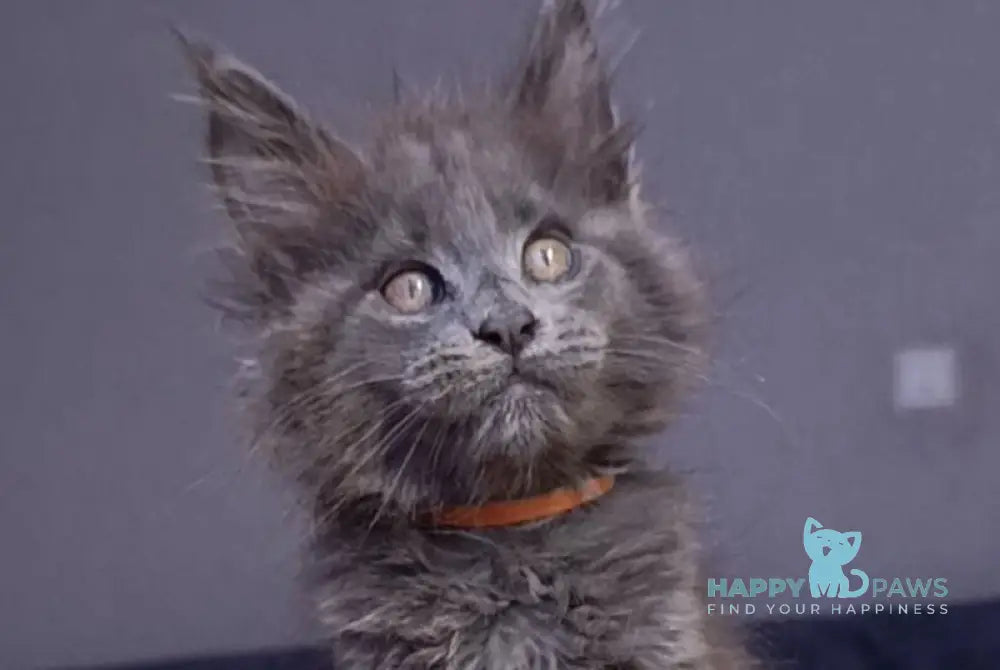 Parker Maine Coon male blue - live animals