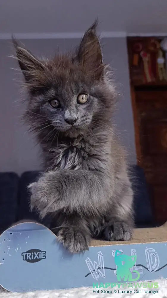 Parker Maine Coon male blue - live animals