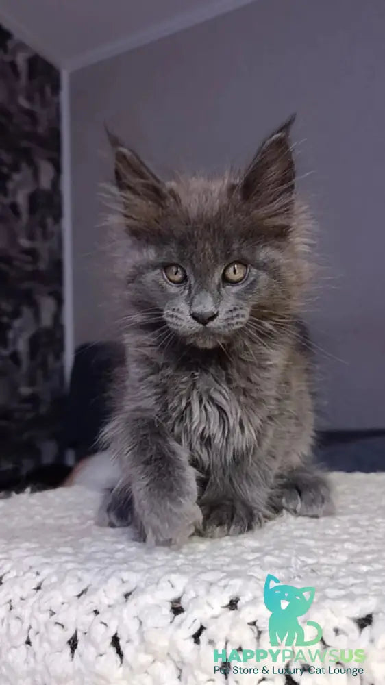 Parker Maine Coon male blue - live animals