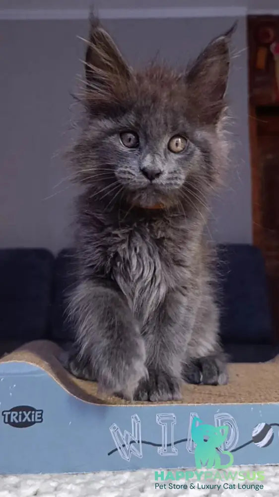 Parker Maine Coon male blue - live animals