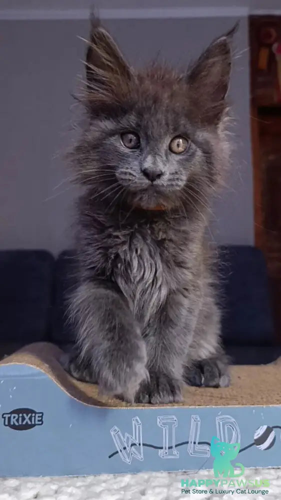 Parker Maine Coon male blue - live animals
