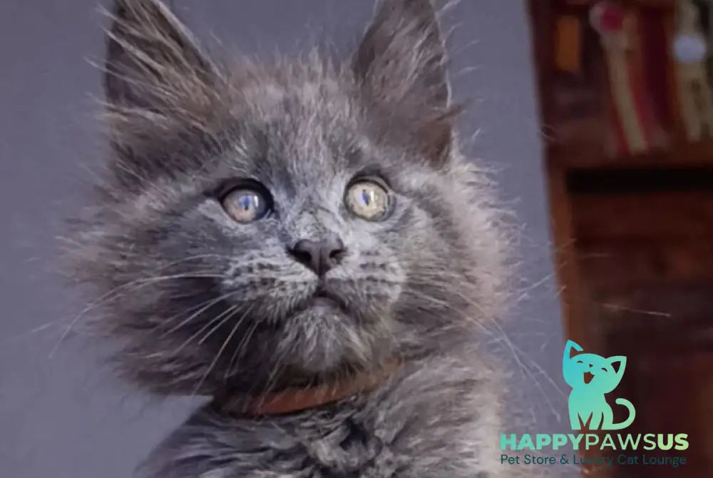 Parker Maine Coon male blue - live animals