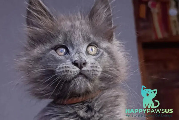Parker Maine Coon male blue - live animals
