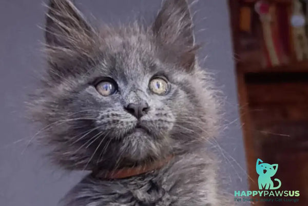 Parker Maine Coon male blue - live animals
