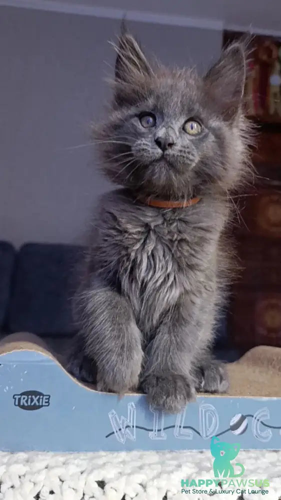 Parker Maine Coon male blue - live animals