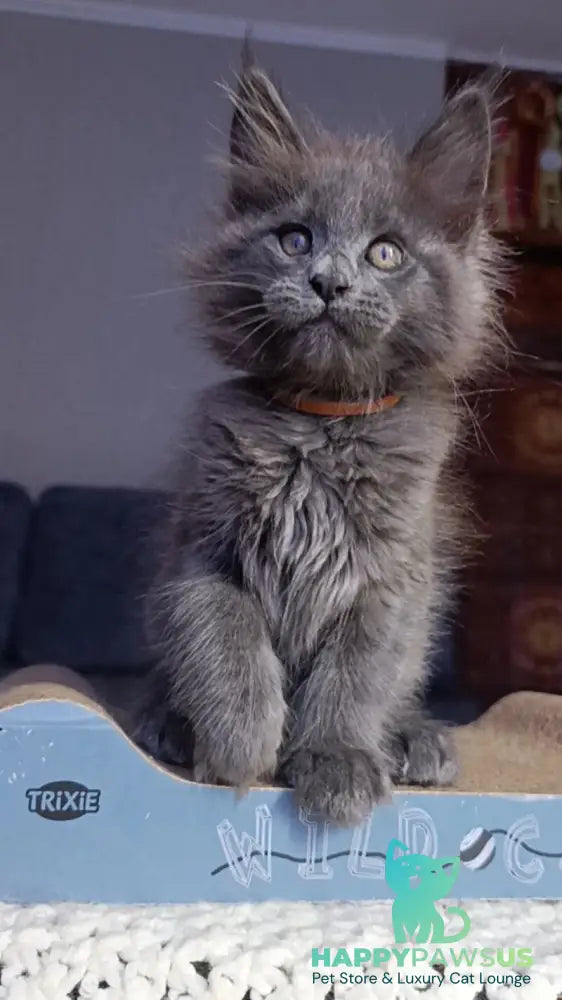 Parker Maine Coon male blue - live animals