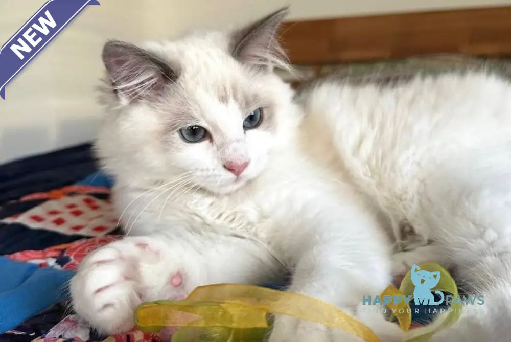 Parker Ragdoll male blue bicolour live animals