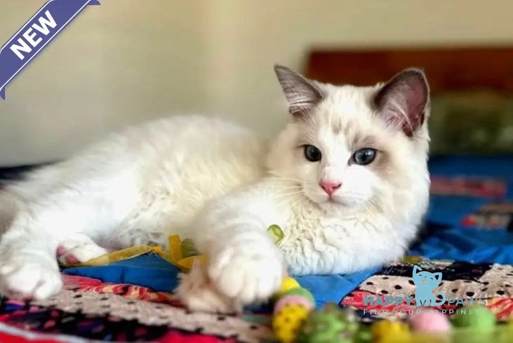Parker Ragdoll male blue bicolour live animals