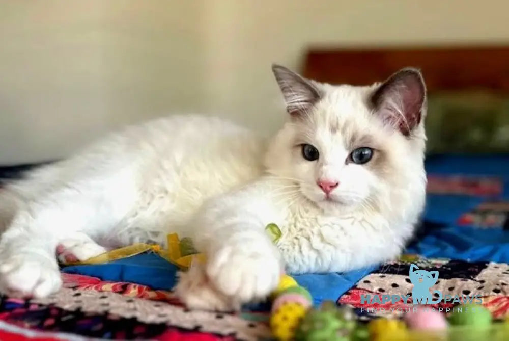 Parker Ragdoll male blue bicolour live animals