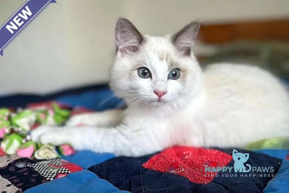 Parker Ragdoll male blue bicolour live animals