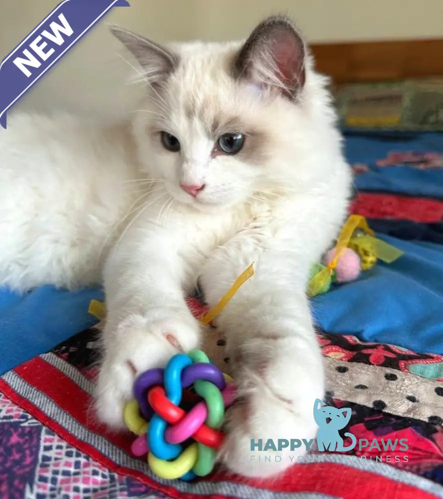 Parker Ragdoll male blue bicolour live animals
