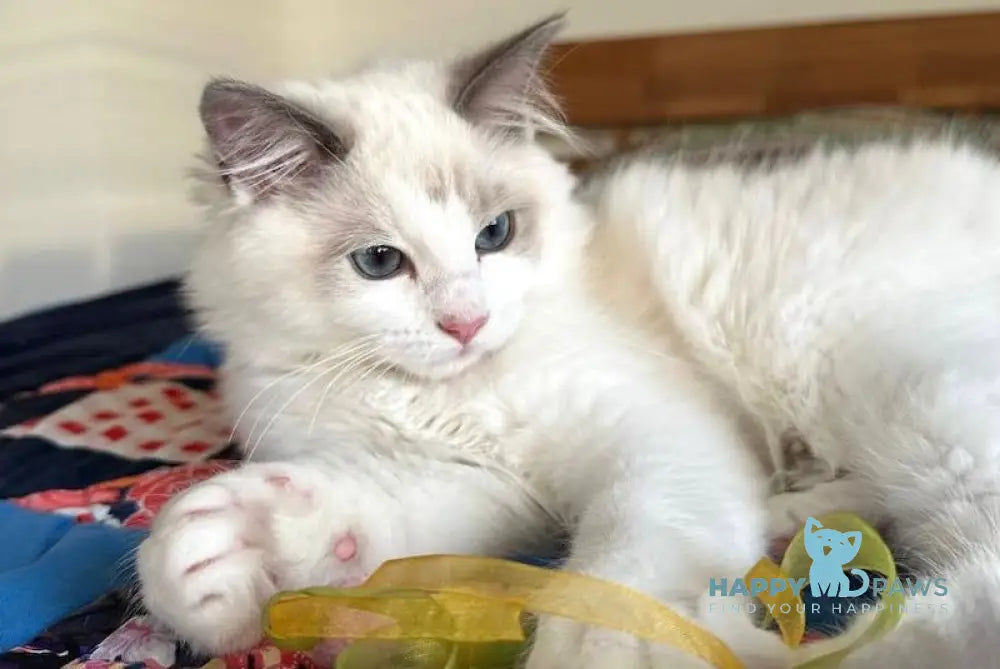 Parker Ragdoll male blue bicolour live animals