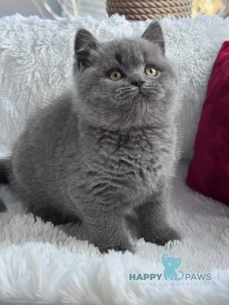 Parker Scottish Straight male blue live animals