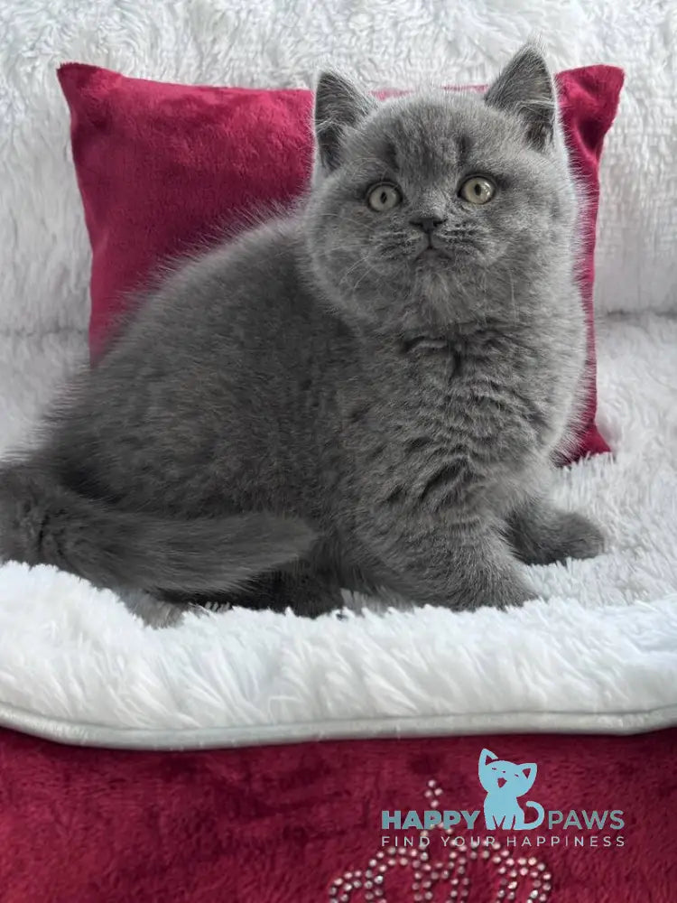 Parker Scottish Straight male blue live animals