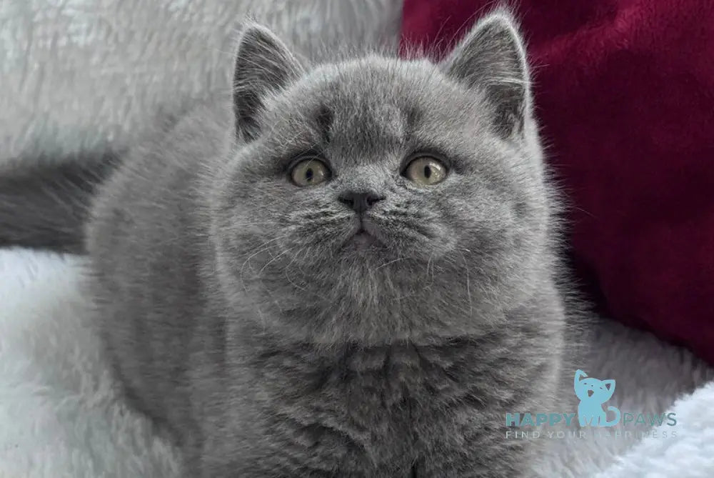 Parker Scottish Straight male blue live animals