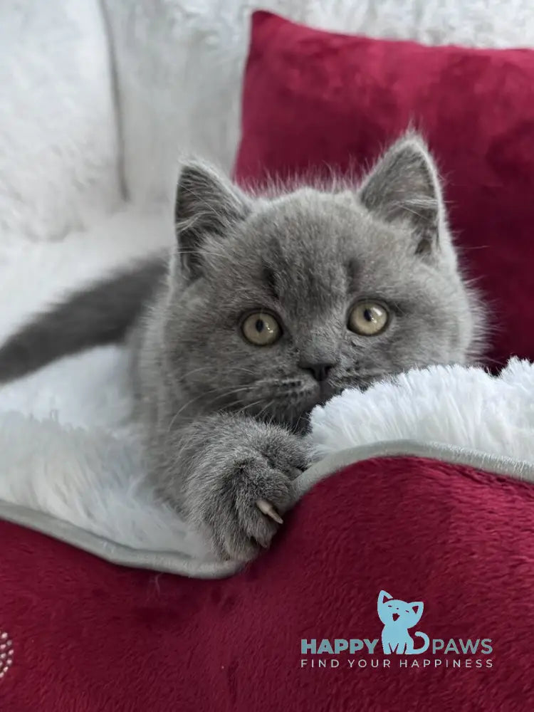 Parker Scottish Straight male blue live animals