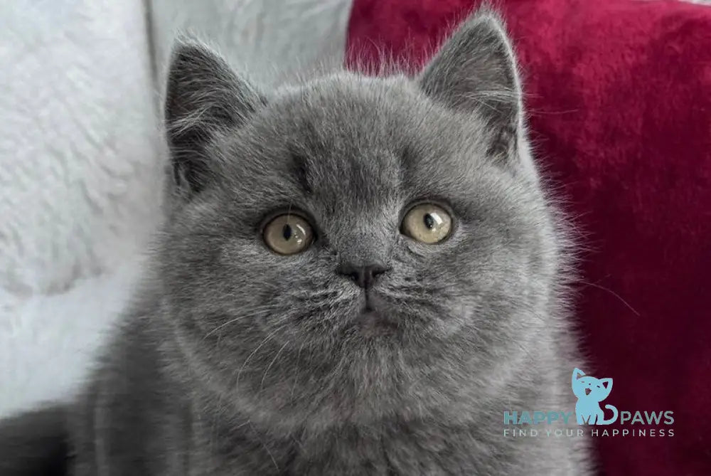 Parker Scottish Straight male blue live animals