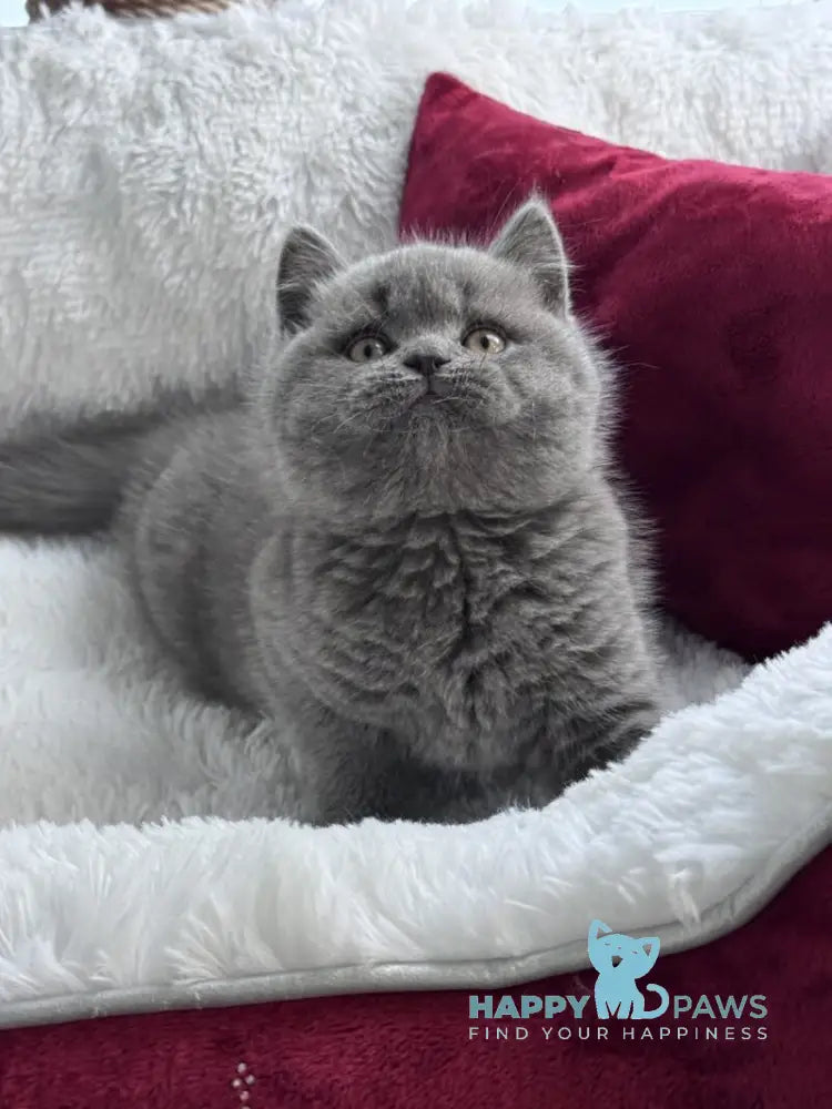 Parker Scottish Straight male blue live animals