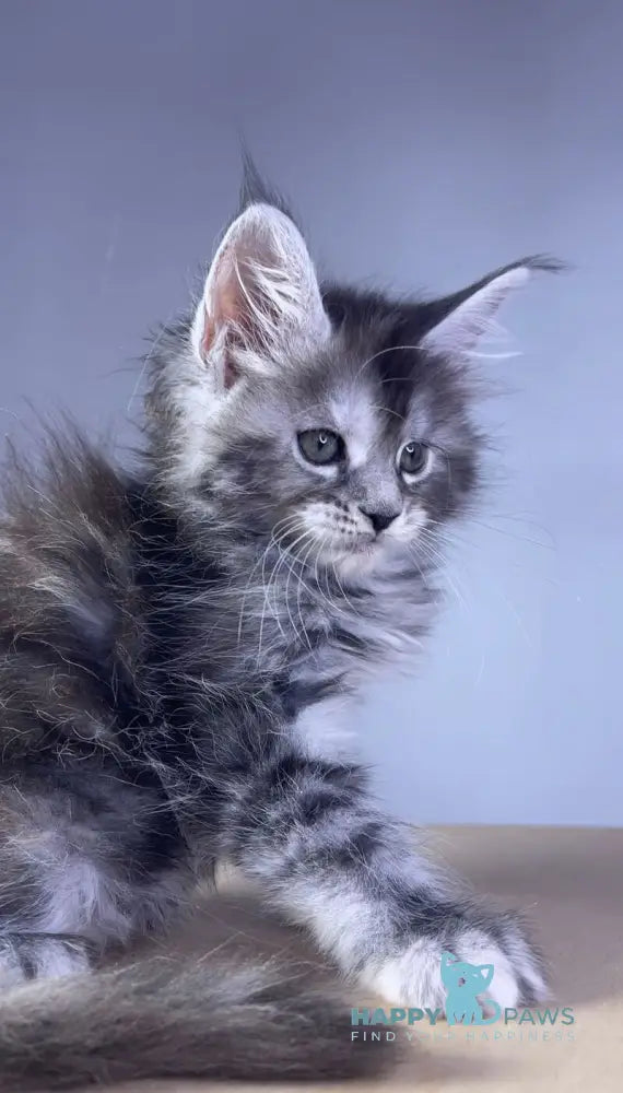 Parma Maine Coon polydactyl female black tortie silver tabby live animals