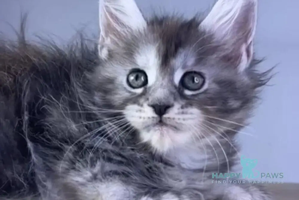 Parma Maine Coon polydactyl female black tortie silver tabby live animals