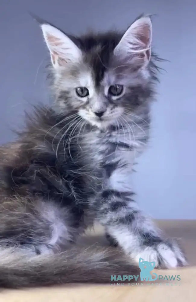 Parma Maine Coon polydactyl female black tortie silver tabby live animals