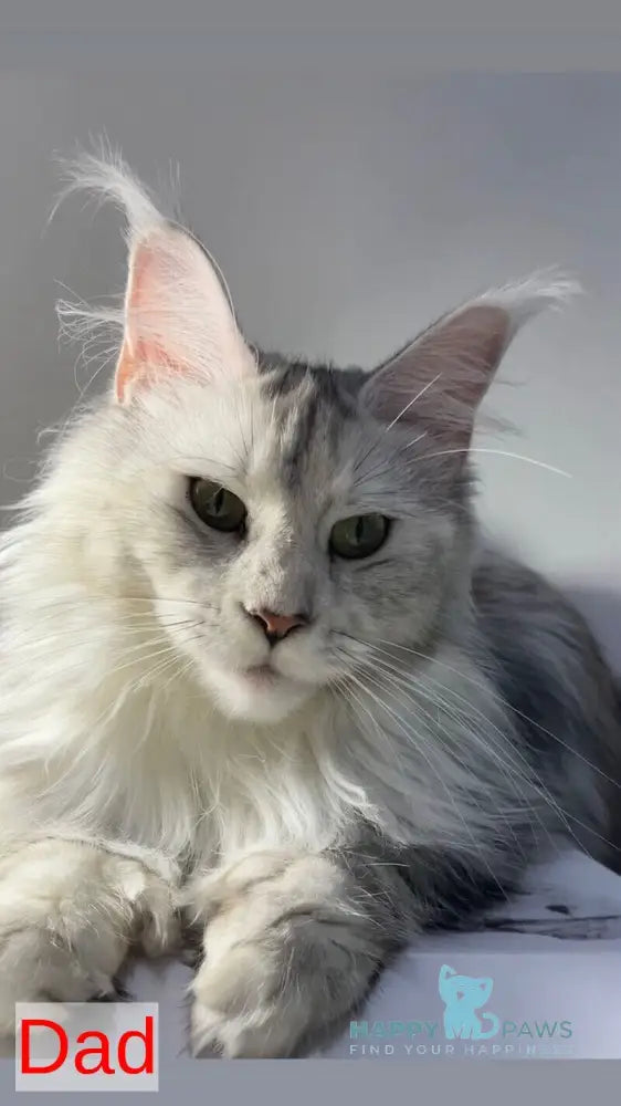 Parma Maine Coon polydactyl female black tortie silver tabby live animals