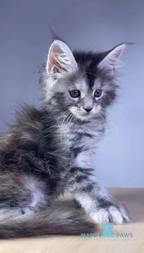Parma Maine Coon polydactyl female black tortie silver tabby live animals