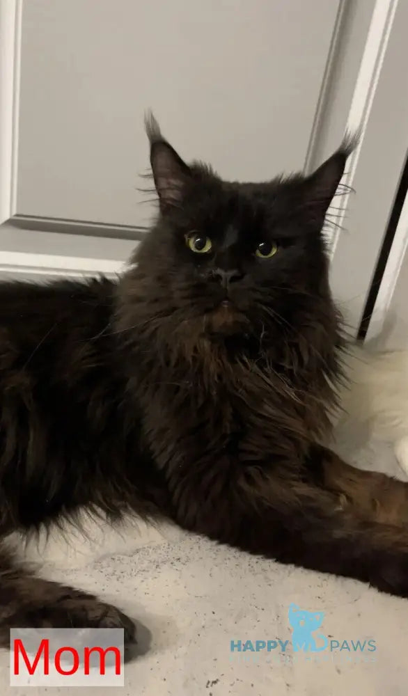 Parma Maine Coon polydactyl female black tortie silver tabby live animals