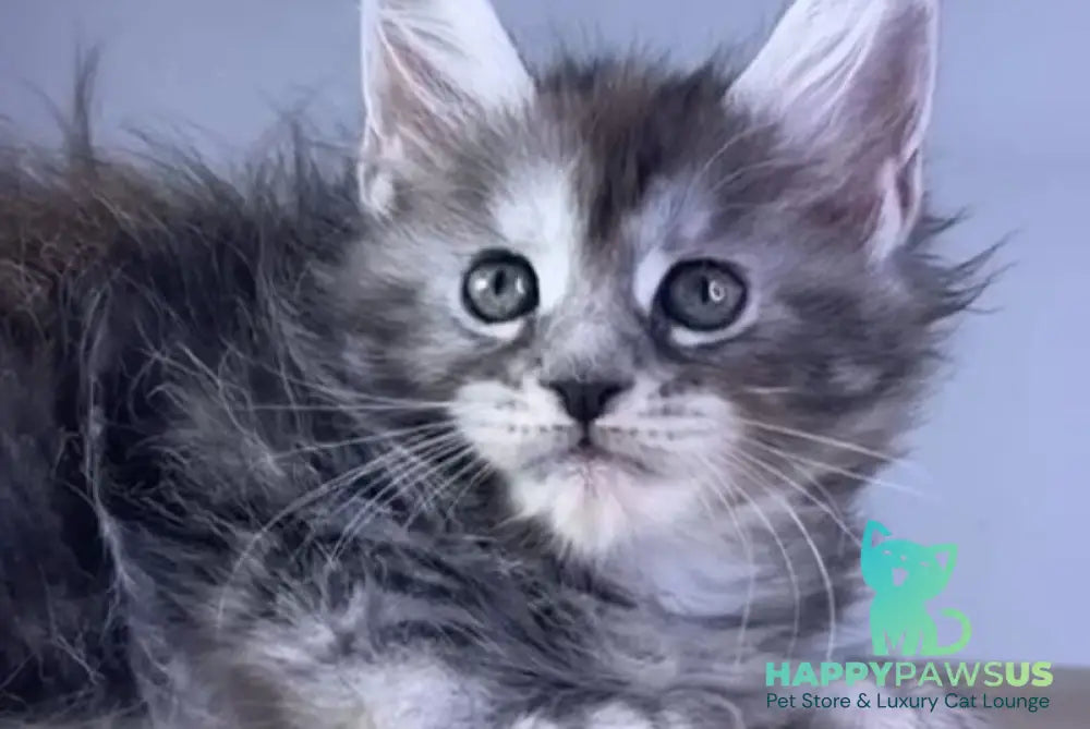 Parma Maine Coon polydactyl female black tortie silver tabby live animals