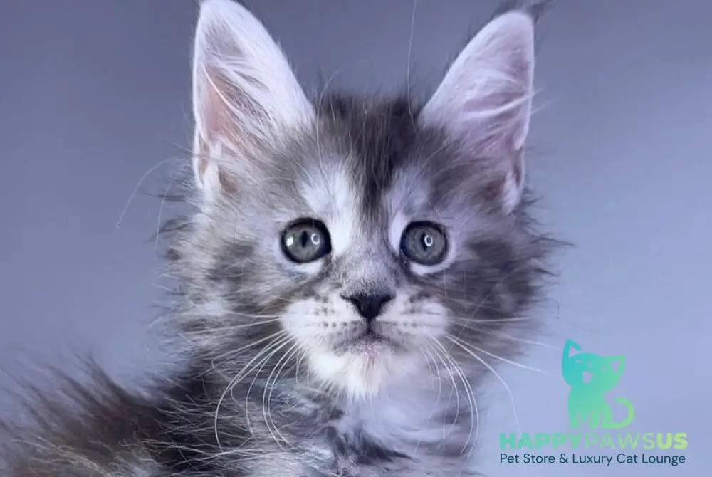 Parma Maine Coon polydactyl female black tortie silver tabby live animals