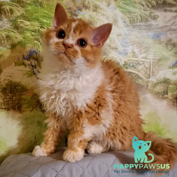 Partos Selkirk Rex male red bicolour - live animals