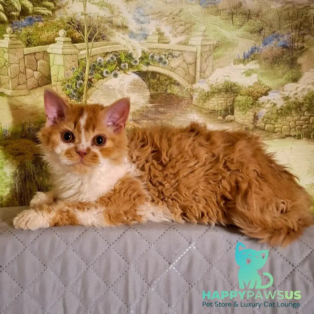 Partos Selkirk Rex male red bicolour - live animals