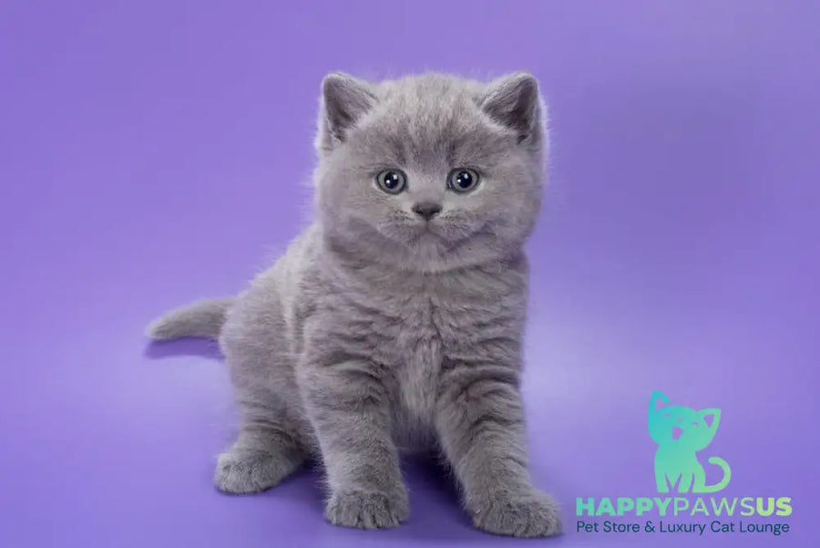 Pascal British Shorthair male blue - live animals