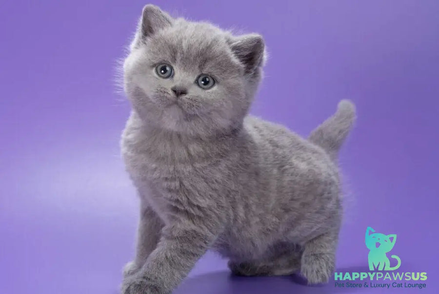 Pascal British Shorthair male blue - live animals