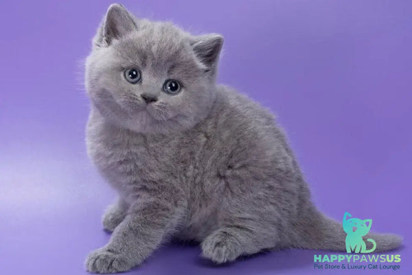 Pascal British Shorthair male blue - live animals